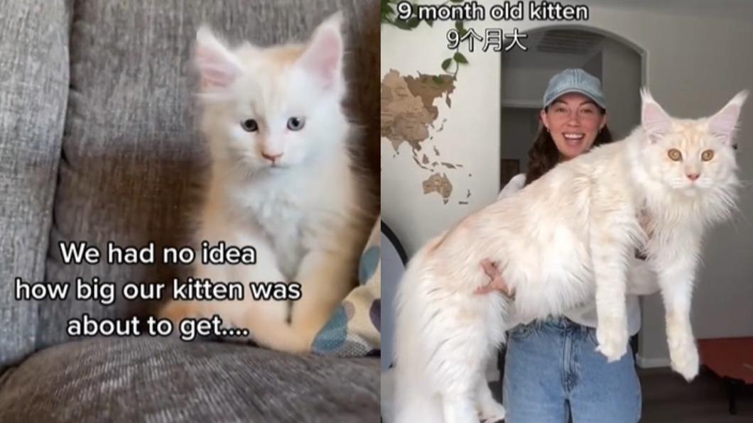 女飼主分享緬因貓的成長紀錄片。（圖／翻攝自YouTube精選微博）