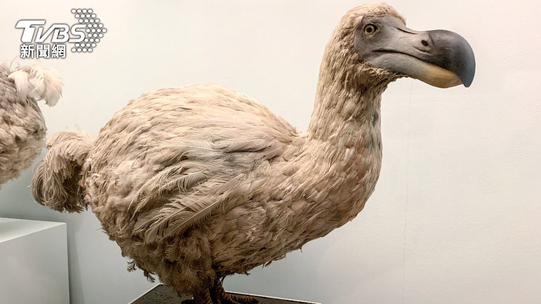 長相奇特、不會飛的渡渡鳥（dodo）又稱模里西斯愚鳩，早在1660年代就因人類大量捕殺而滅絕。（示意圖／shutterstock 達志影像）