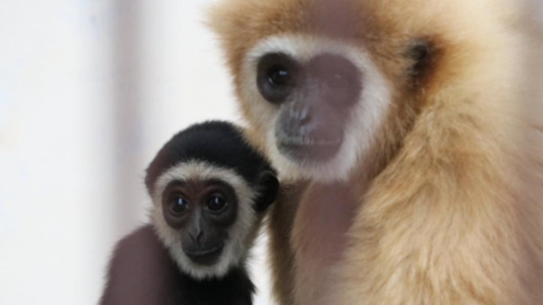 [新聞] 母猿「獨居5年」突產子　動物園嚇傻花2年