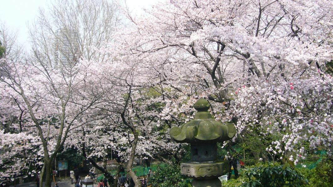 上野恩賜公園櫻花季。（圖／東京觀光事務所TCVB提供）