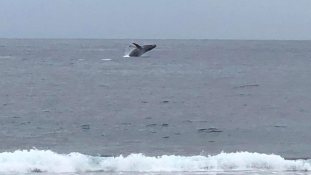 大翅鯨現身蘭嶼海面。（圖／李姓遊客提供）