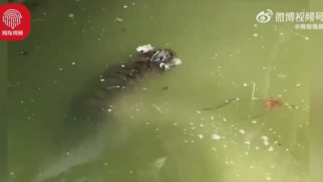 網路瘋傳小老虎屍體漂浮在水面的影片。（圖／翻攝自拇指視頻微博）
