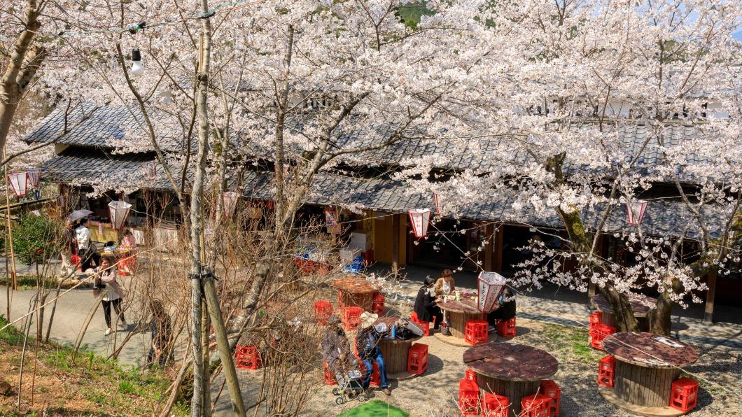 日本高知縣內的牧野公園很適合賞櫻。（圖／高知縣國際觀光課提供）