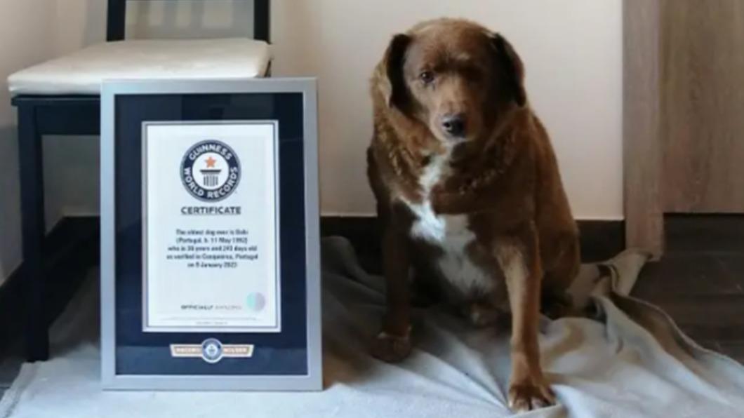 葡萄牙阿蘭多獒犬（Rafeiro do Alentejo）波比（Bobi）高齡30歲266天，2月1日獲金氏世界紀錄認證為「全球最老狗」。（圖／翻攝自 金氏世界紀錄）