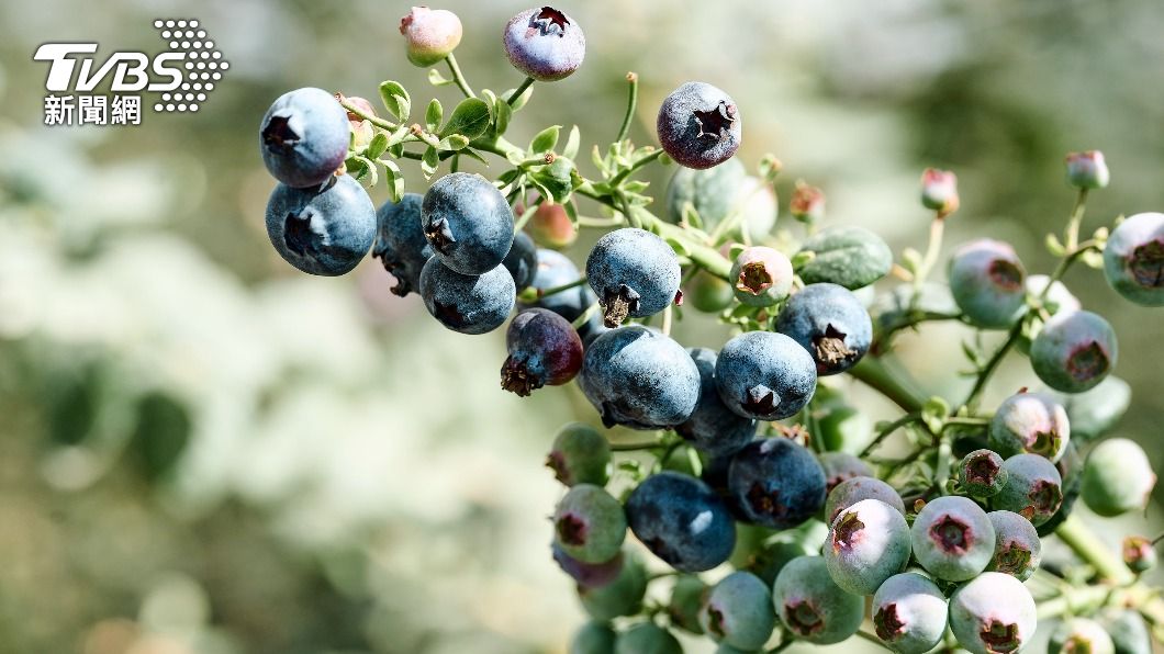 阿里山腳下種出藍莓。（圖／中央社）