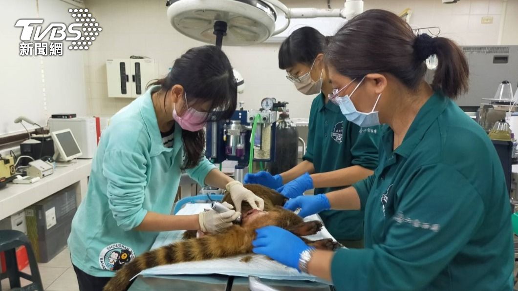 壽山動物園獸醫團隊急救受傷的長鼻浣熊，但最後仍無法挽回生命。（圖／高市觀光局提供）