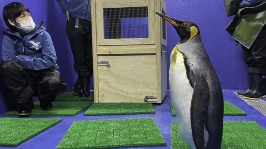 北市動物園國王企鵝「嘟胖」赴桃園Xpark借殖。（圖／Xpark提供）