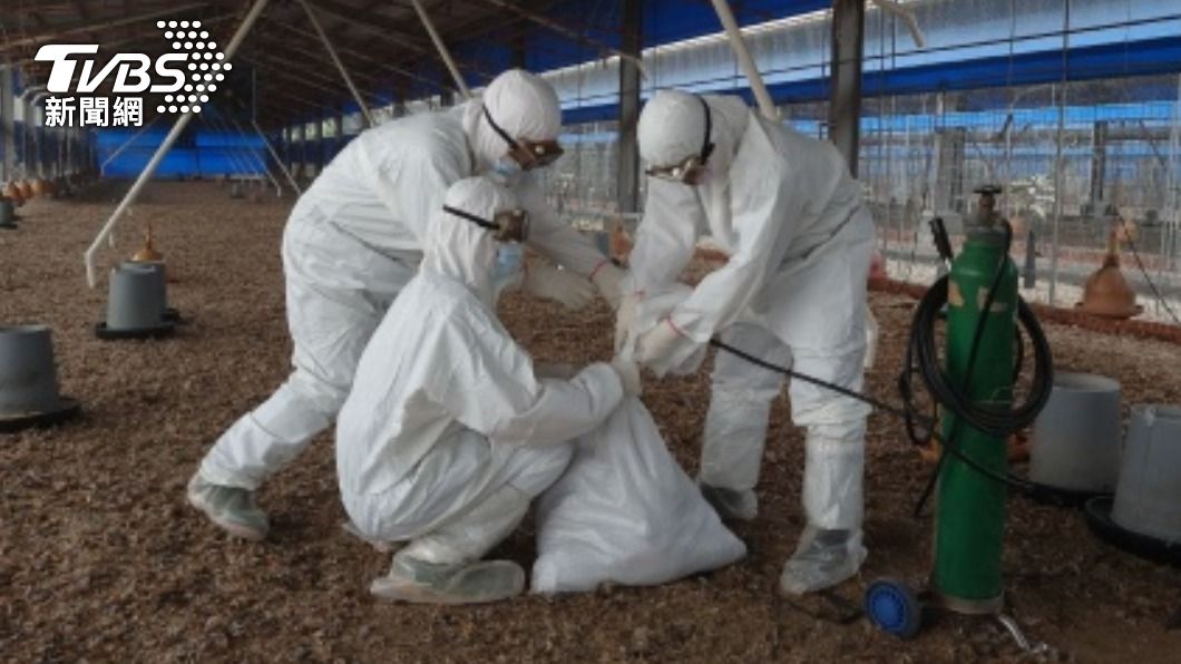 台南官田一處養雞場染禽流感，已由動物防疫保護處人員完成撲殺。（圖／台南市農業局提供）