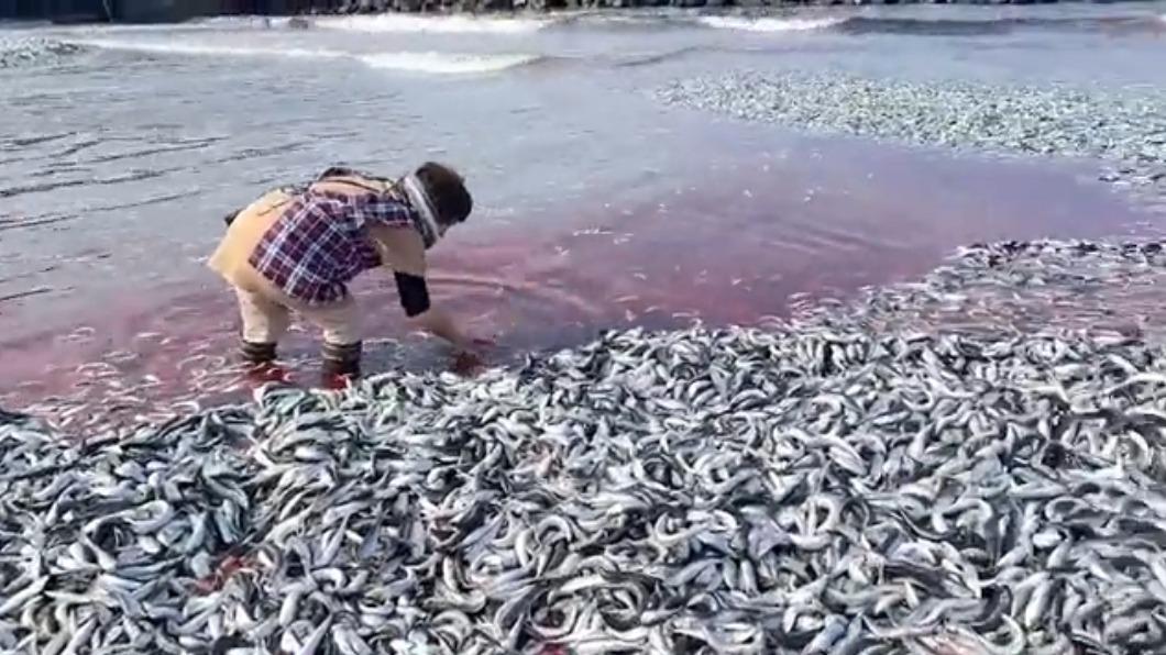 日本新潟海邊，突然出現大量沙丁魚被沖上岸。（圖／翻攝自推特）