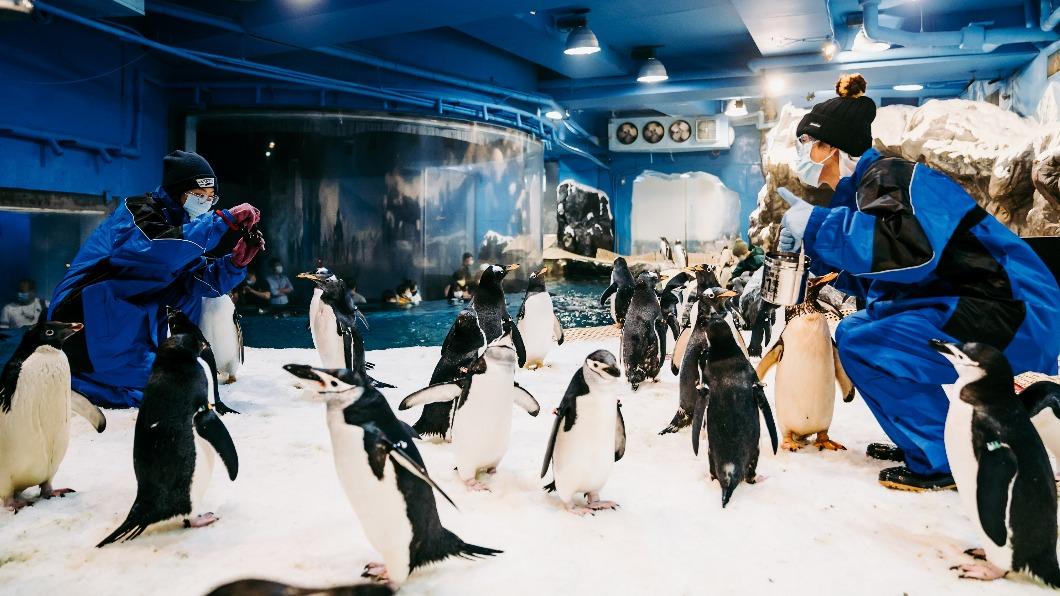 海生館推企鵝照護體驗，名額秒殺。（圖／海生館提供）