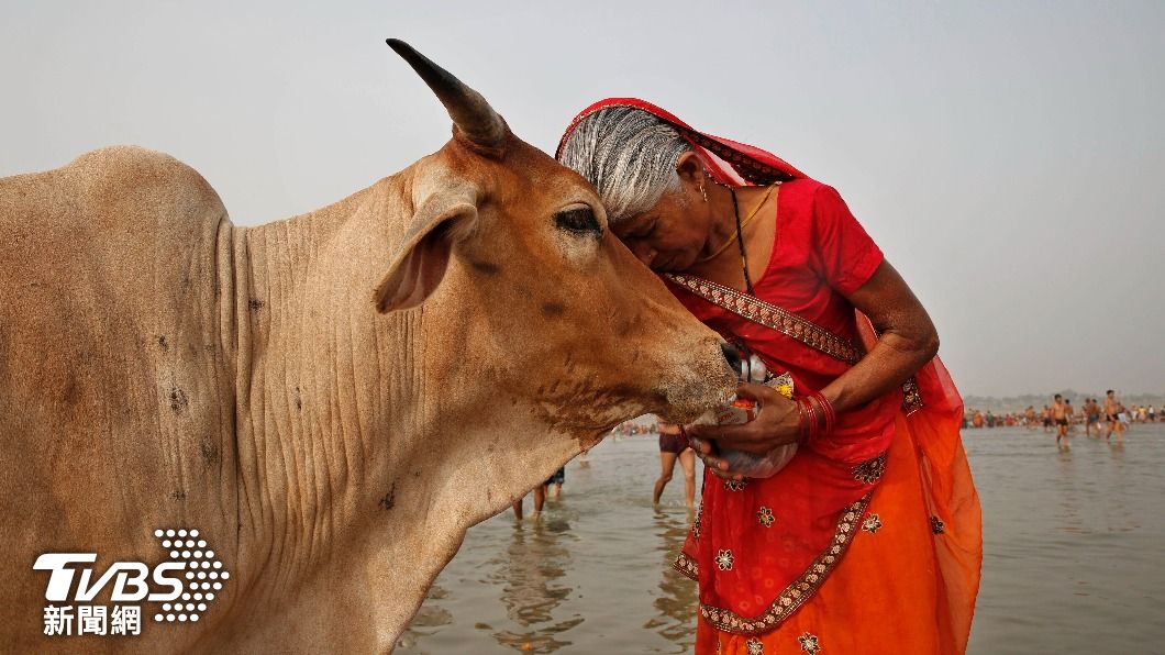 印度政府呼籲民眾別慶祝情人節，改過「抱牛節」遭到網路群嘲。（圖／達志影像美聯社）