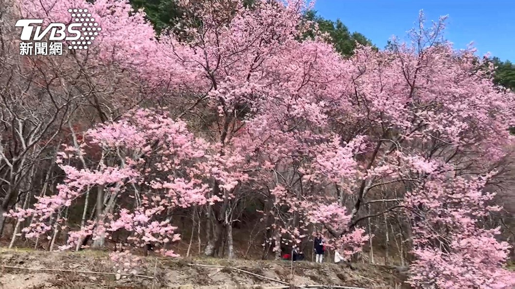 武陵農場櫻花季只到2月28日。（圖／TVBS資料照）