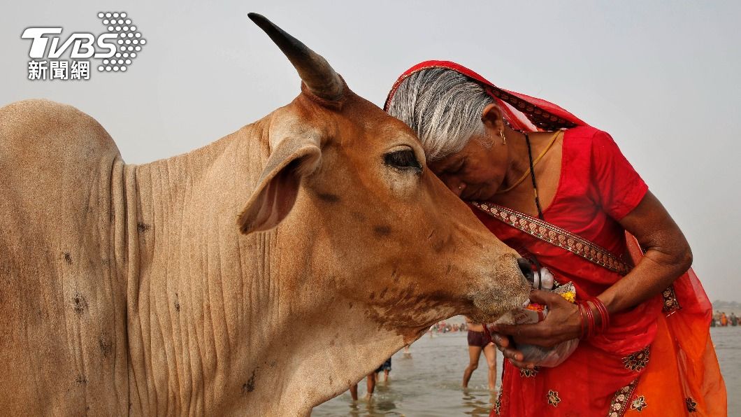 印度政府原先將2月14日西洋情人節改為「抱牛日」（Cow Hug Day），遭罵翻後撤回。（圖／達志影像美聯社）