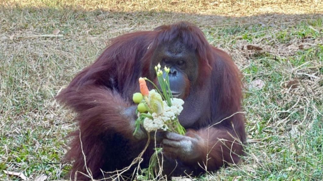 高雄壽山動物園準備特製蔬果花束給動物。（圖／高雄市觀光局提供）