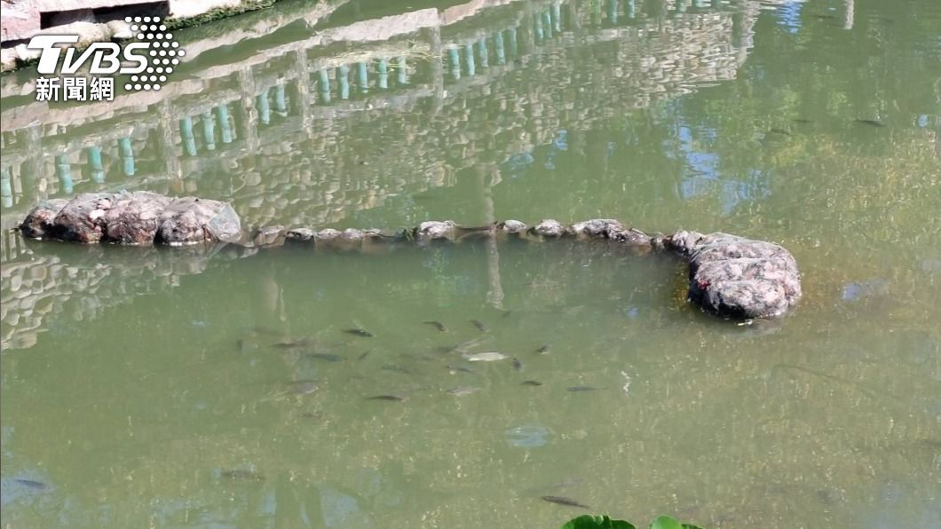 蜈蚣籠塞滿龜屍，4、5百隻烏龜慘死。（圖／太保市公所提供）