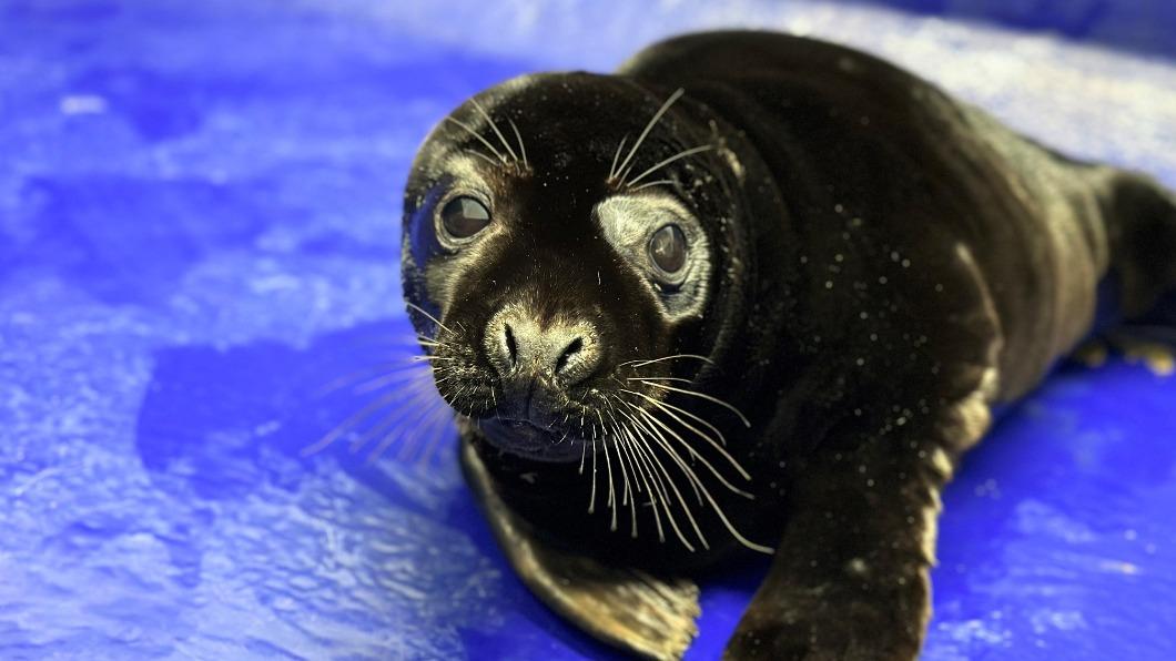 海豹「甘草」在英國海灘上被發現，因為得了黑化症，因此全身都是黑色的。（圖／翻攝自Cornish Seal Sanctuary臉書）