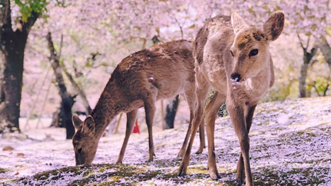 前往奈良公園在櫻花紛飛的美景下與可愛小鹿近距離互動。（圖／Klook提供）