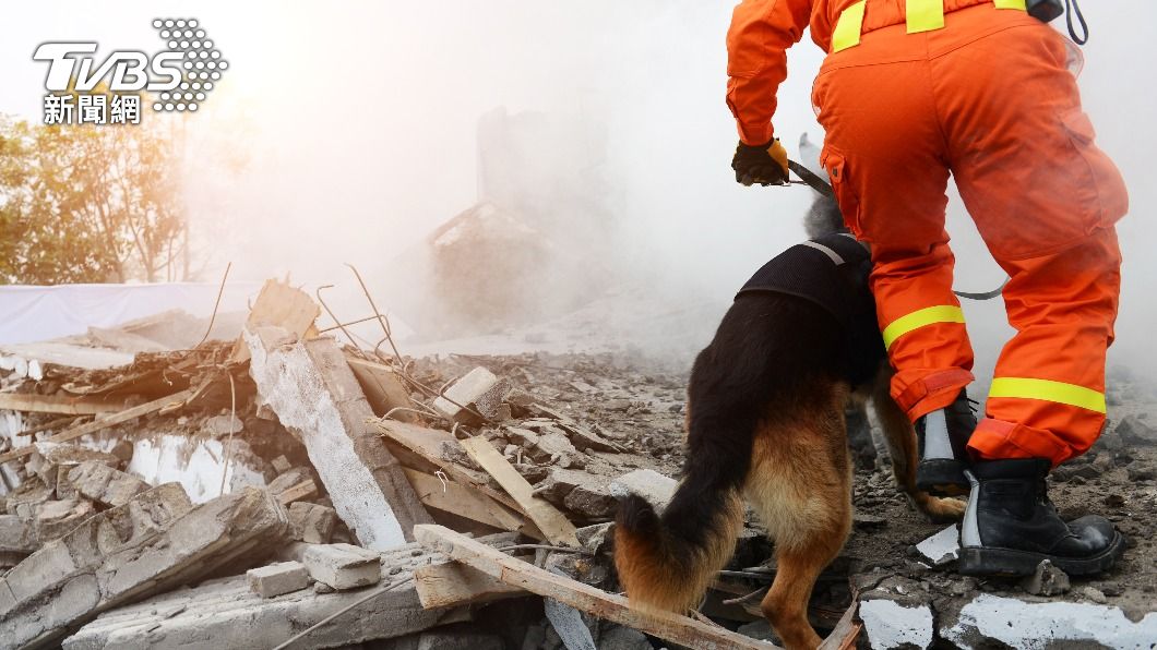 土耳其強震後，各國搜救犬成為大家關注的焦點。（示意圖／shutterstock達志影像）
