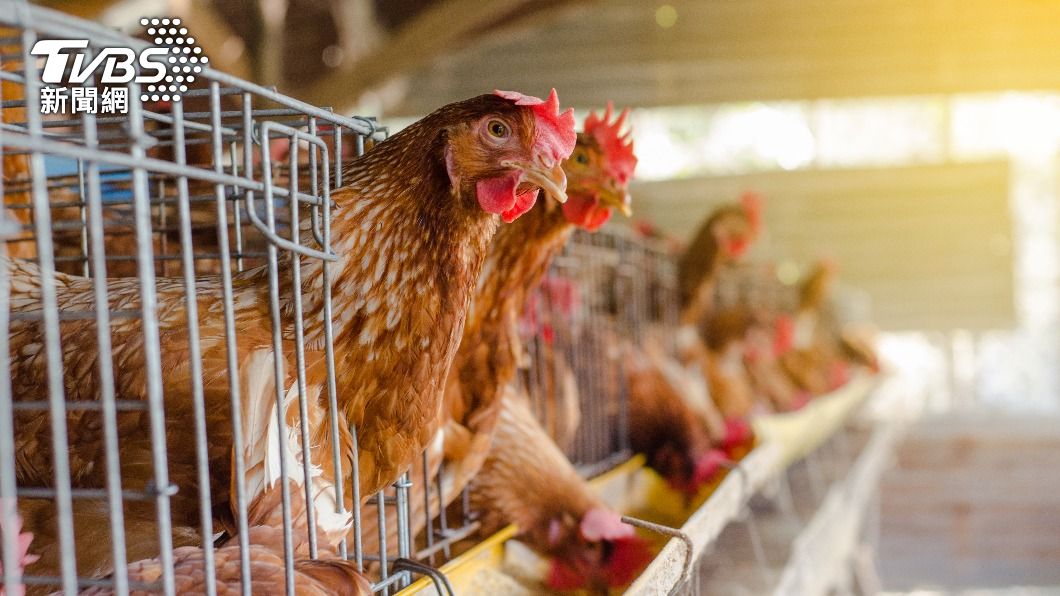禽流感疫情肆虐，日本自去年10月開始有1400多萬隻雞隻因此被撲殺。（示意圖／shutterstock 達志影像）