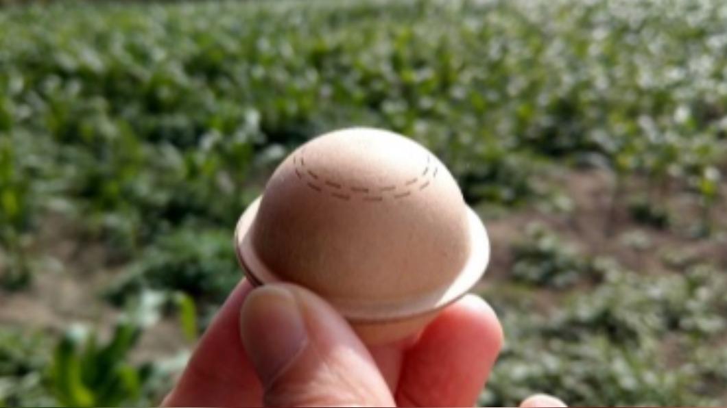 圖為內裝寄生蜂卵片的蜂球。（圖／花蓮區農改場提供）