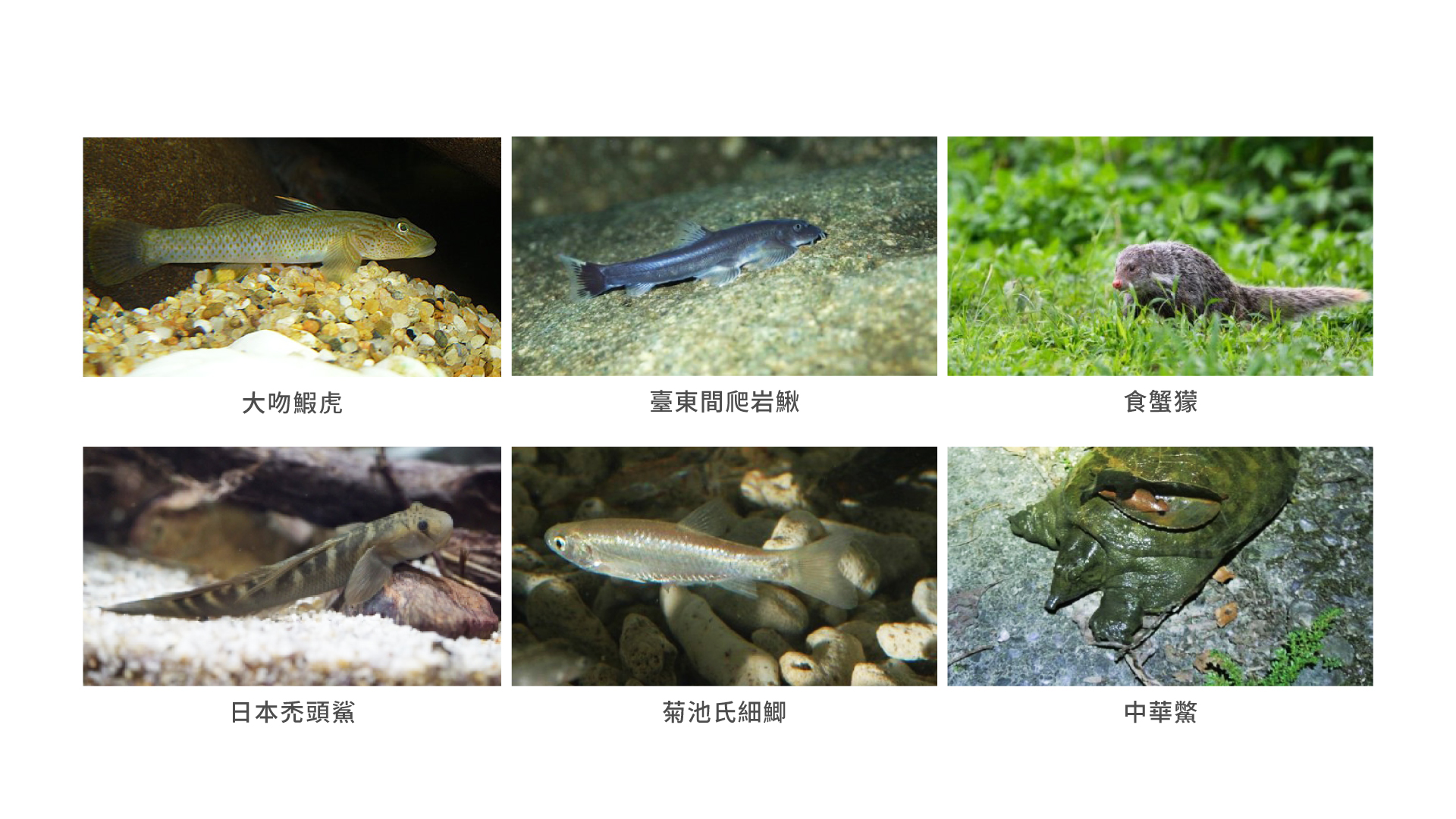 鱉溪曾無鱉?從衝突到夥伴關係,危機亦是轉機│TVBS新聞網