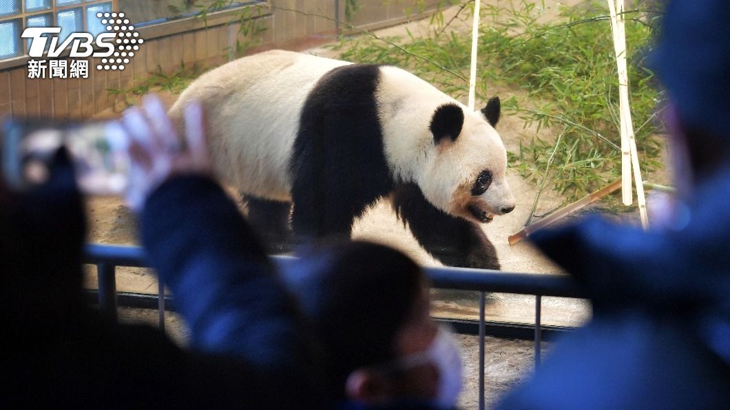 東京上野動物園的大貓熊香香，是園內最具代表性的可愛動物之一。（圖／達志影像美聯社）