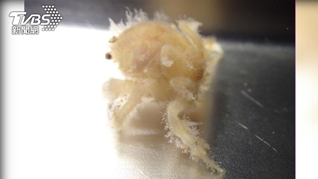 海科館創全台首例，人工繁殖綿蟹寶寶。（圖／TVBS）