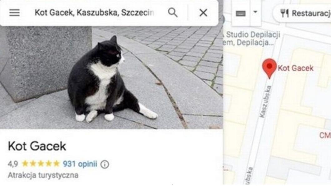 全球最萌地標「貓咪Gacek」位於波蘭城市斯塞斯。（圖／翻攝自@danieltilles1推特）