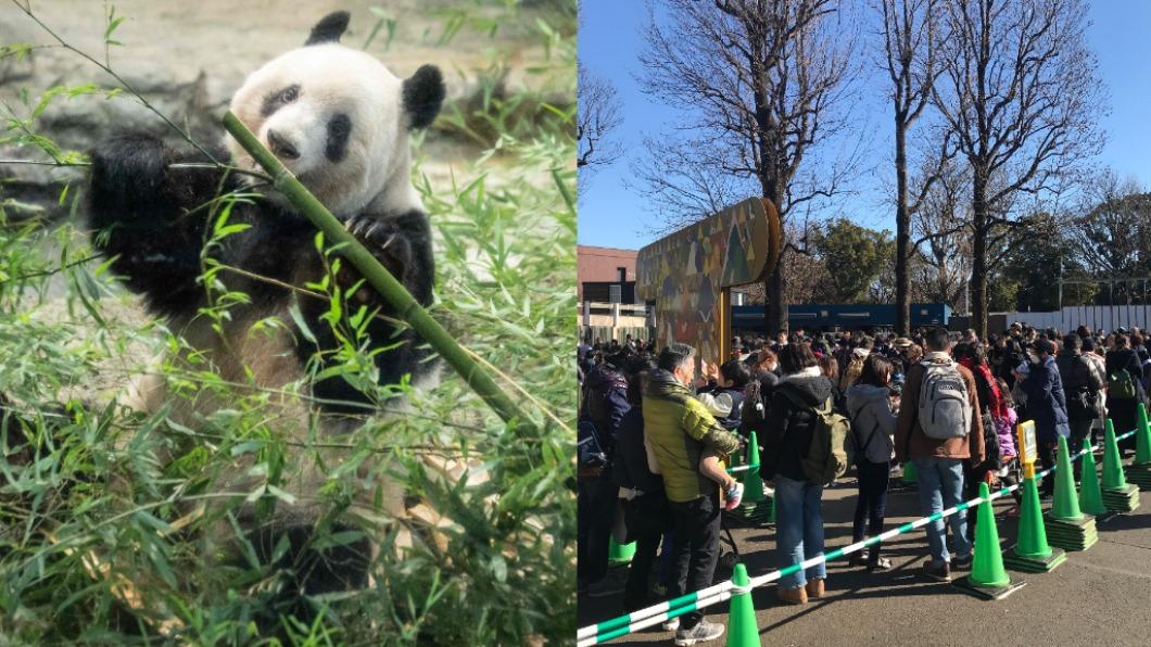 日本民眾排隊抽籤為了看貓熊香香。（圖／翻攝自微博）