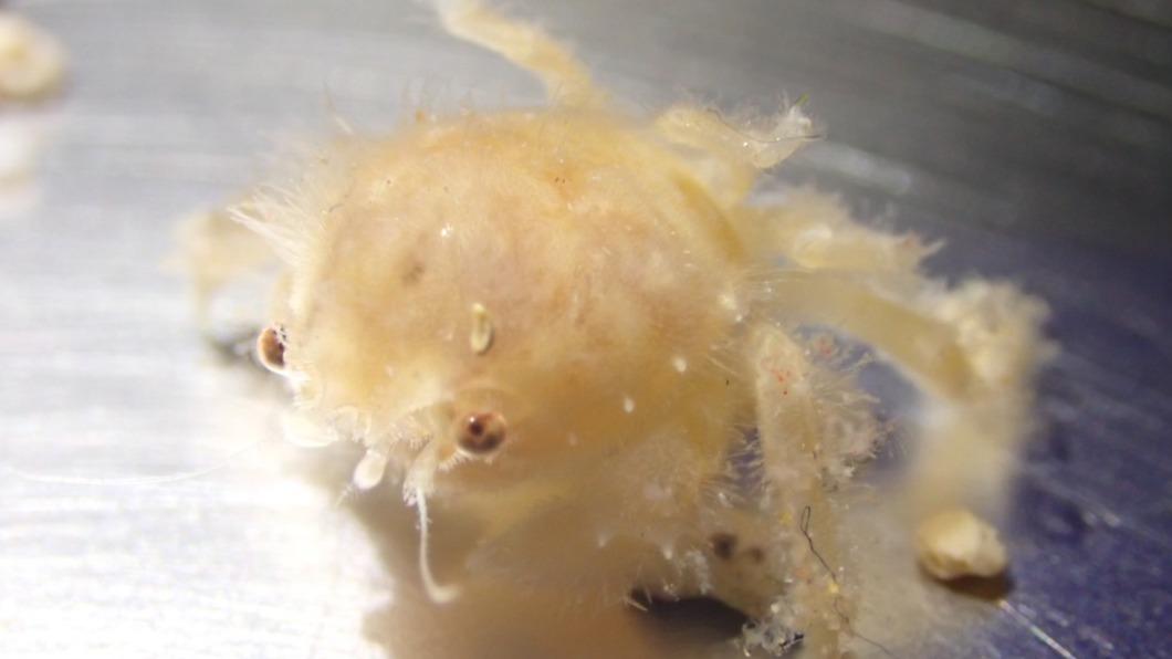 看看這剛出生的棉蟹寶寶是多麼的萌　（圖／國立海洋科技博物館提供）