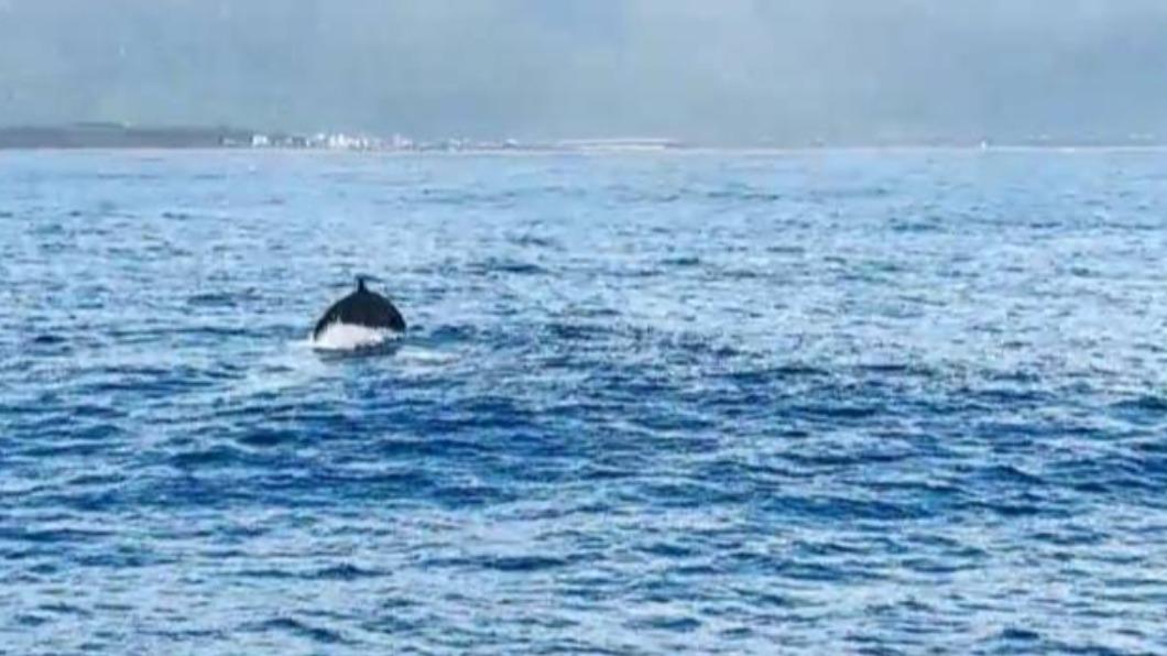 花蓮外海發現60、70頭的偽虎鯨，包圍著船隻不斷地旋轉、跳躍、衝浪，彷彿對人類有無限好奇。(圖/多羅滿賞鯨業者提供)