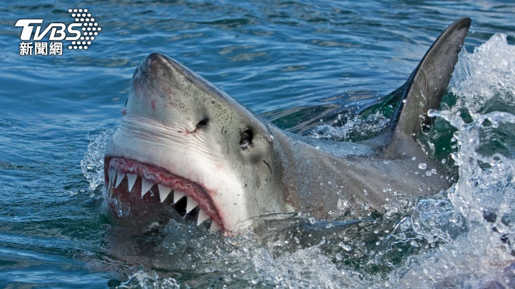 新喀里多尼亞驚傳鯊魚襲人致死事件。（示意圖／shutterstock達志影像）