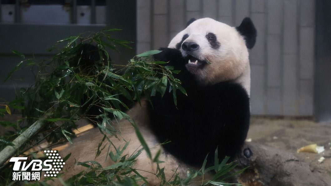 在東京上野動物園出生長大，大貓熊「香香」21日正式返回中國大陸。（圖／達志影像美聯社）