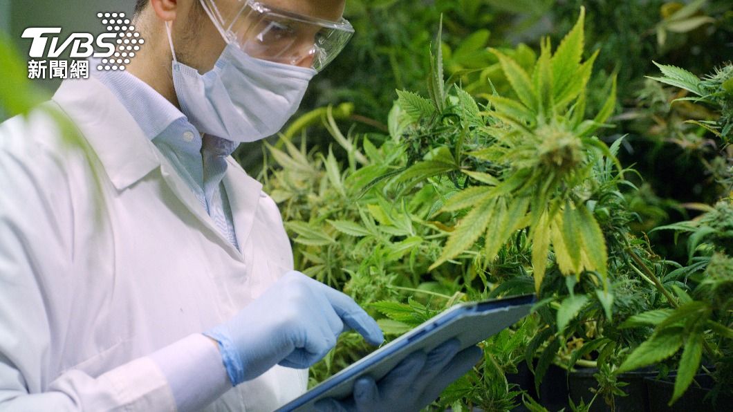 德國藥品批發商Cannamedical招募「大麻測試員」（cannabis sommelier），開出年薪321萬新台幣。（示意圖／shutterstock 達志影像）
