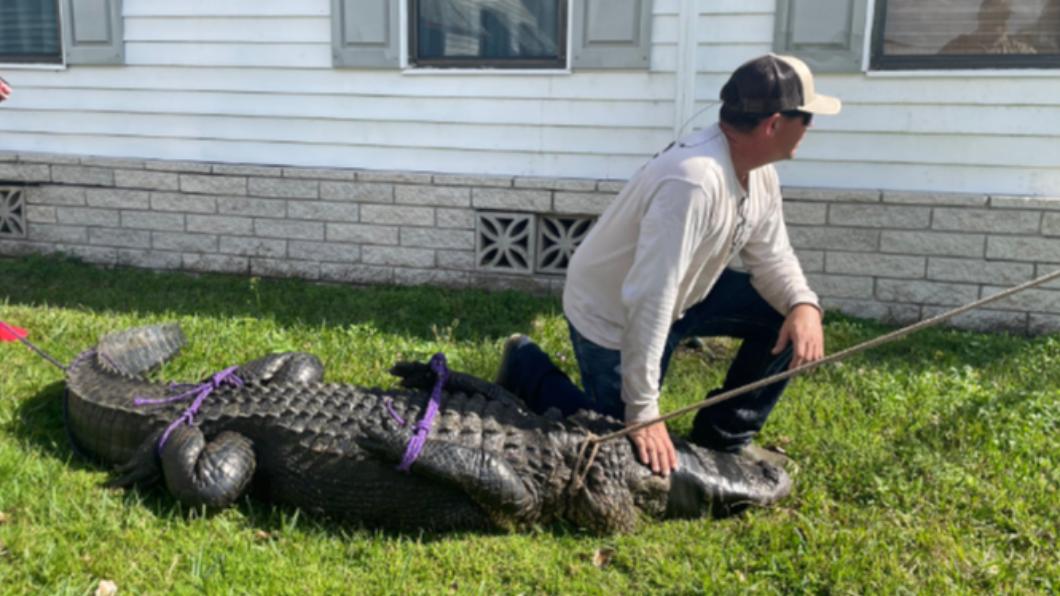 襲擊老婦的鱷魚身長3公尺。（圖／翻攝自推特@wpbf_tiffany）