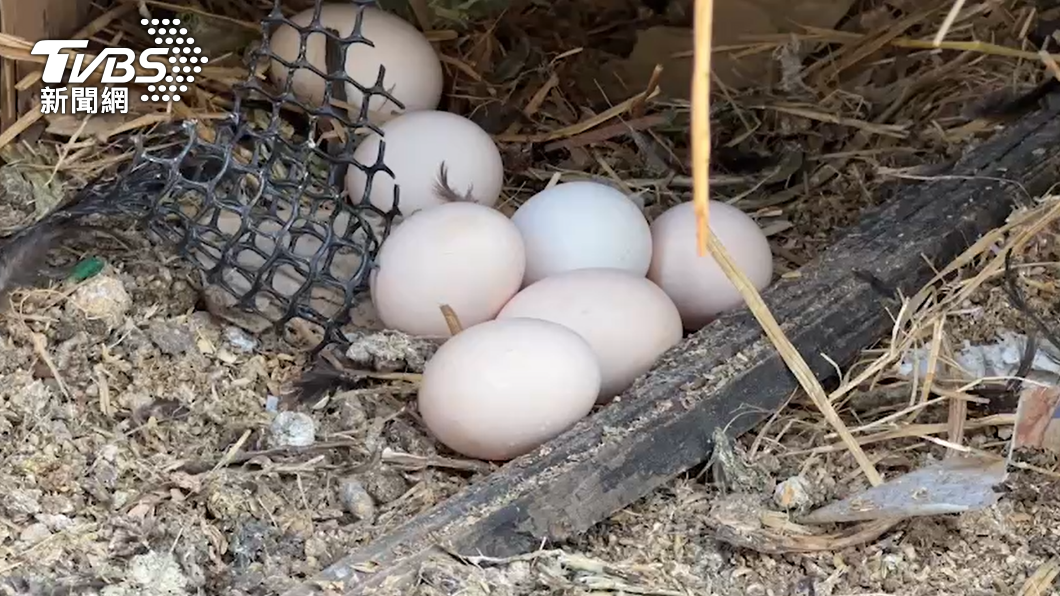 民眾養的雞生了7顆蛋。（圖／TVBS）