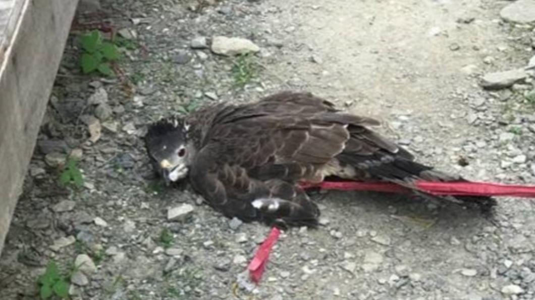 林姓女子台東產業道路發現一隻受傷的東方蜂鷹幼鳥。（圖／台東縣政府提供）