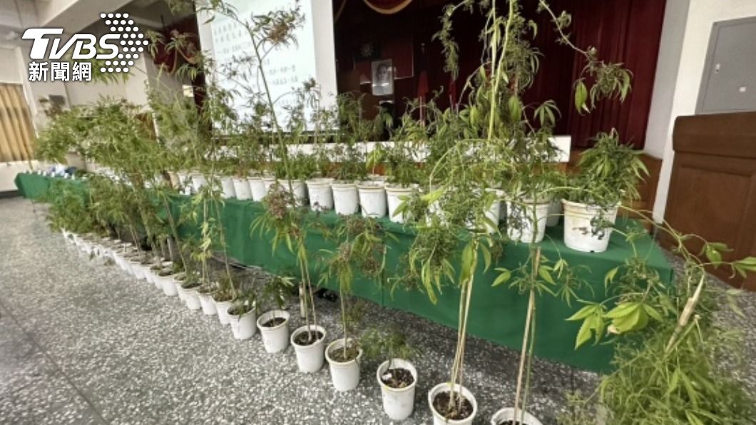 警方查獲大麻共205株。（圖／中央社）