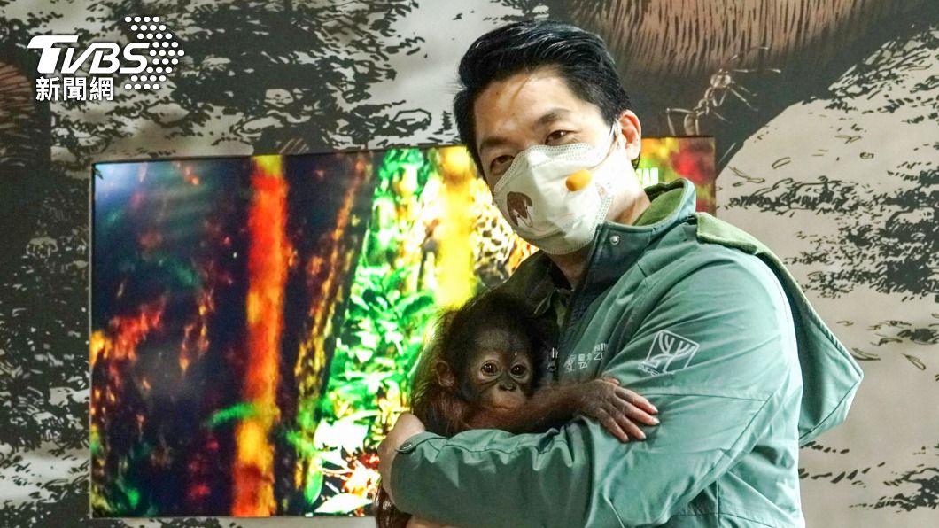台北市長蔣萬安今（25）日赴台北市立動物園，化身一日保育員，照顧人工哺育的紅毛猩猩寶寶「秀彩」。（圖／台北市立動物園提供）