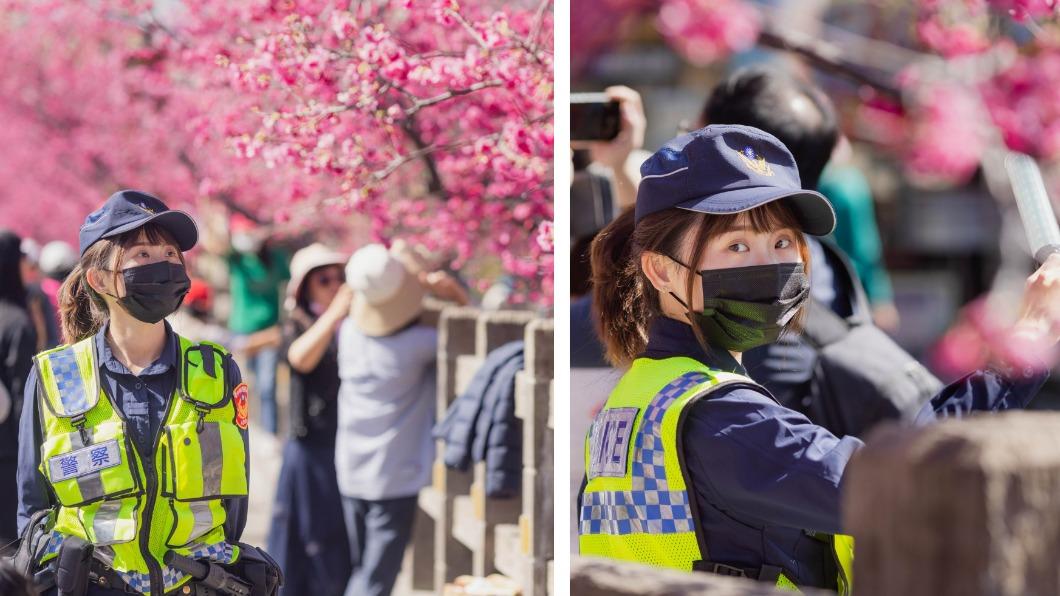 女警在櫻花樹下交管。（圖／翻攝自TCPB局長室）