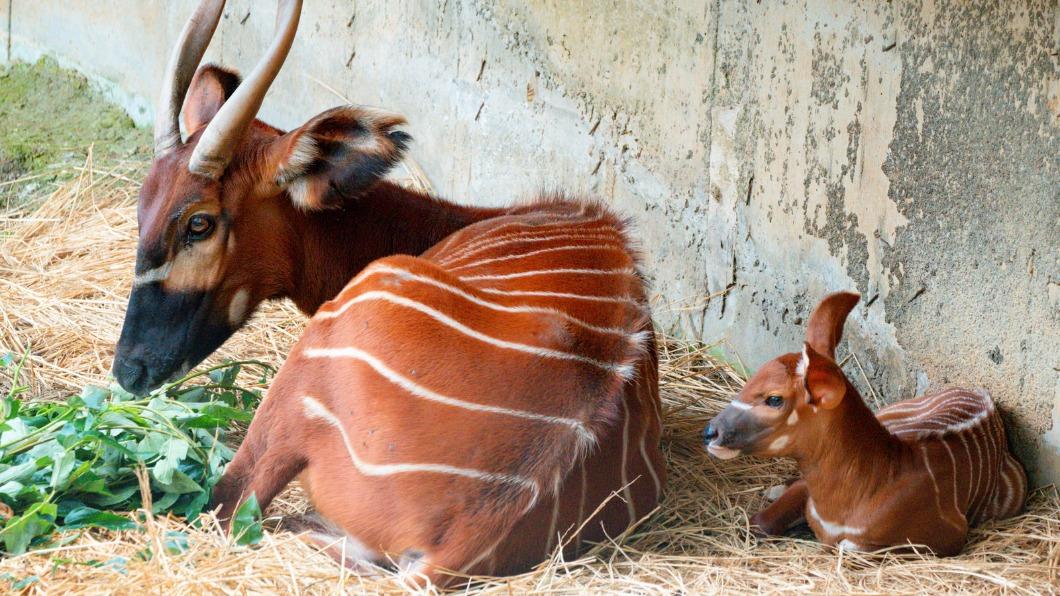 今年元宵節，斑哥羚羊「蘭雅」在傍晚時分順利誕下幼仔，保育員取名為「元宵」。（圖／台北市立動物園提供）