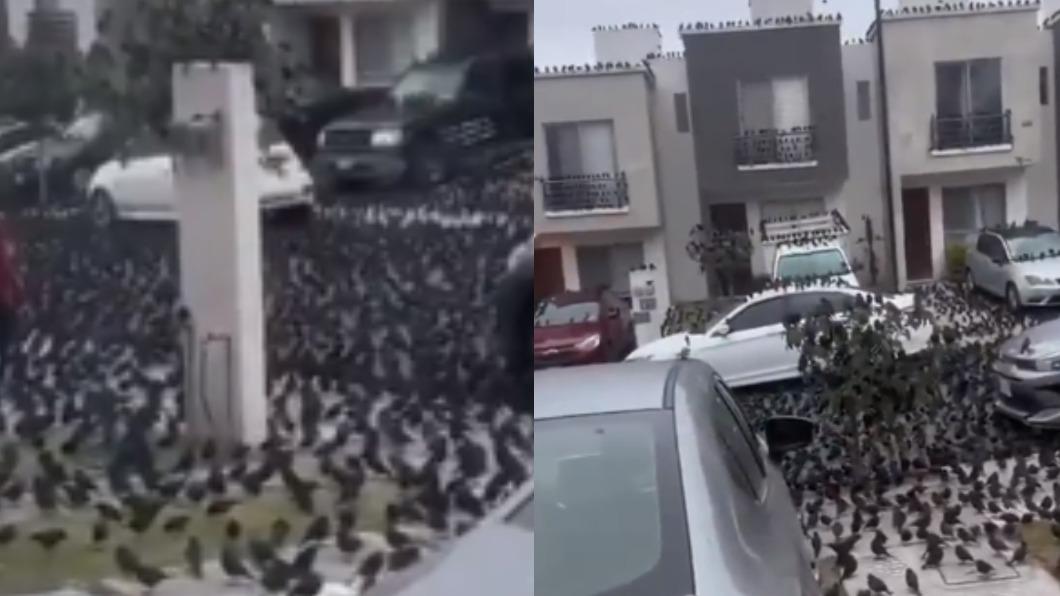 墨西哥街頭出現大批黑鳥。（圖／翻攝自推特＠RameshVAVIL）