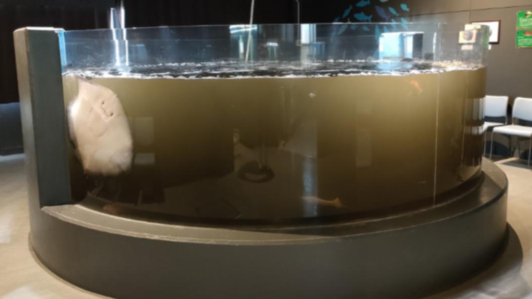 高知縣水族館的赤魷噴墨，導致水缸混濁。（圖／翻攝自推特＠murosui_kochi）