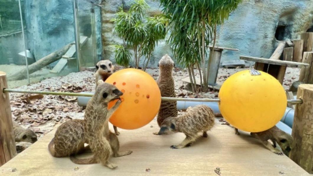 壽山動物園打造「串燒覓食玩具」。（圖／高雄市觀光局提供）