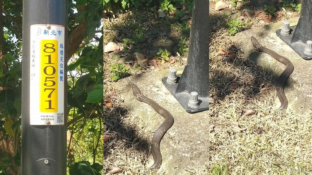 網友發現巨大的眼鏡蛇。（圖／翻攝自爆料公社）