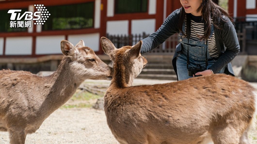 許多觀光客到奈良旅遊都會去奈良公園餵鹿。（圖／shutterstock達志影像）