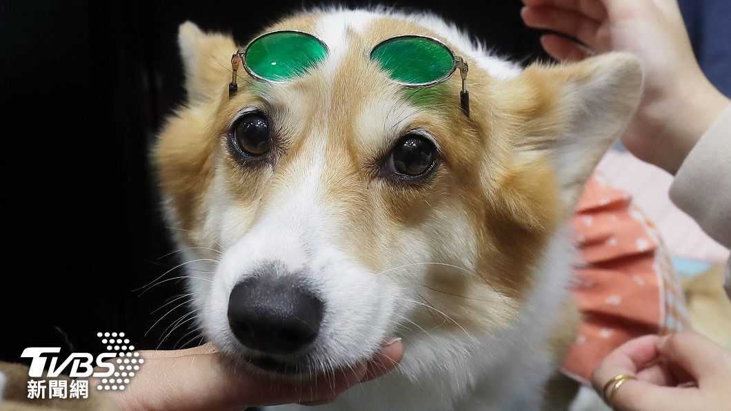 南韓發現，新冠Delta與Omicron病毒株會在狗群之間傳染。（圖／達志影像美聯社）
