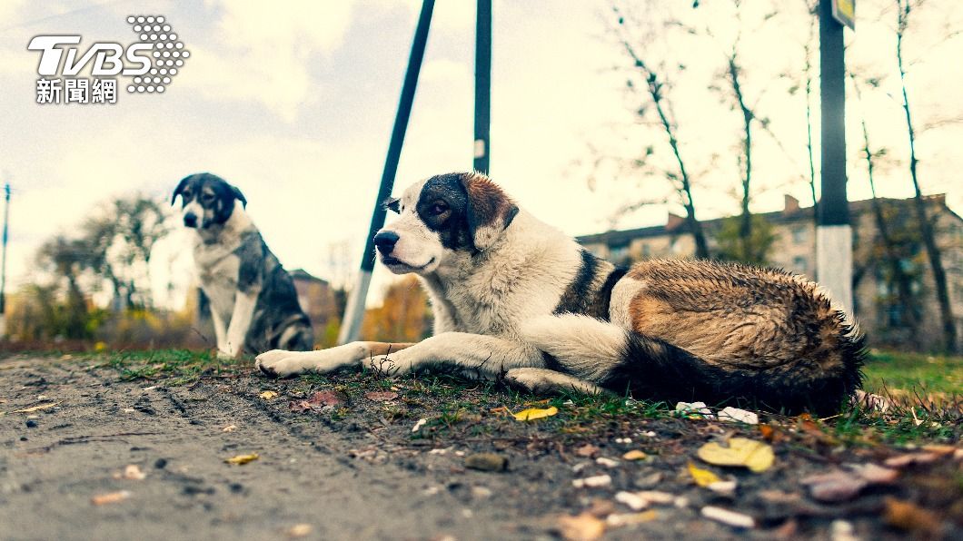 車諾比核災後，在當地倖存下來的狗兒繼續繁衍後代。（圖／達志影像美聯社）