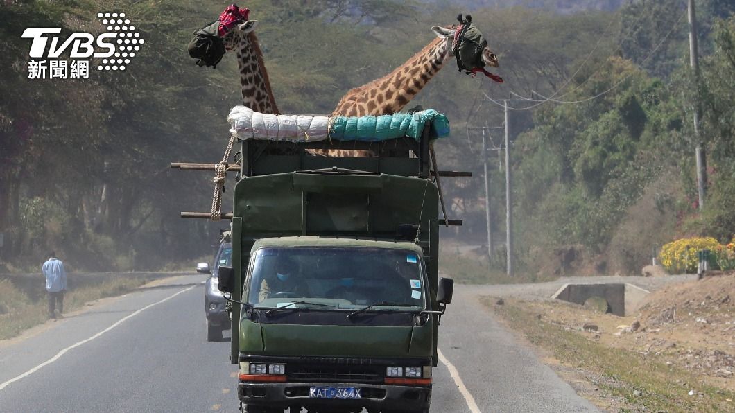 肯亞野生動物局將長頸鹿蒙面載往新棲地。（圖／達志影像路透社）