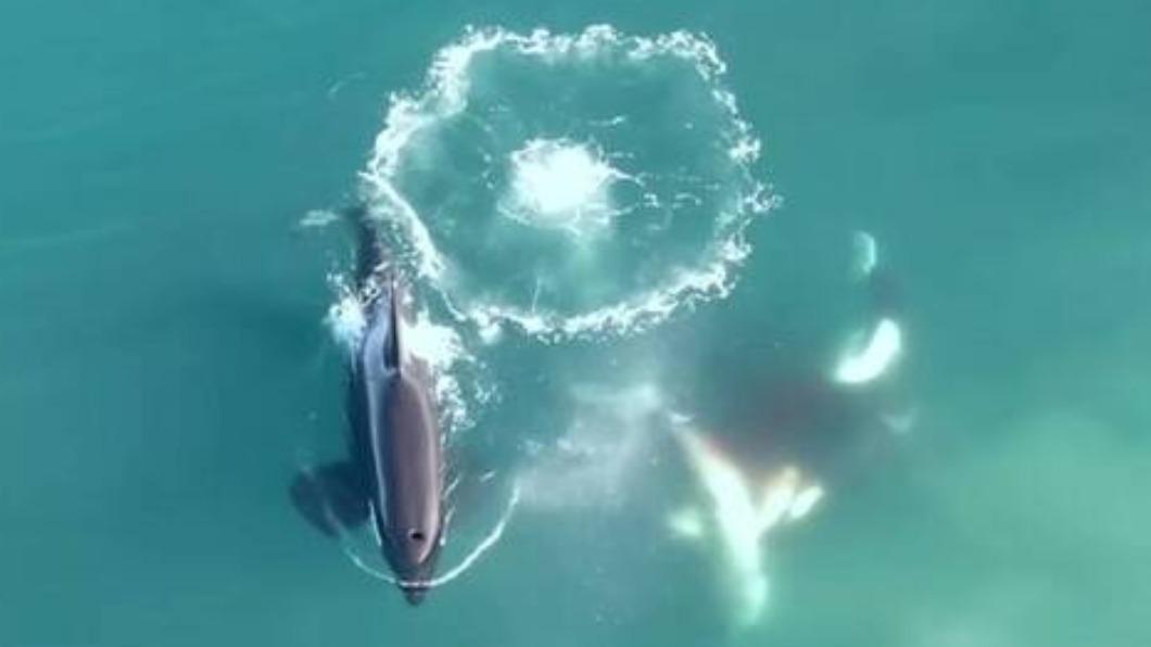 兩頭虎鯨正獵殺鯊魚。（圖／翻攝自Sea Search Research & Conservation YouTube）
